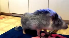 Wild Hog plays guitar!