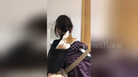 Confused kitten fights with girl's ponytail