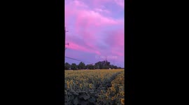 Beautiful sunflower field and pink sky