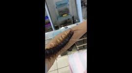 Giant centipede crawling along man's arm