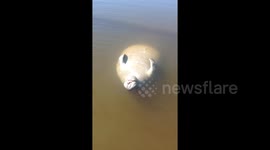 Baby manatee enjoys the sun floating belly-up near Florida beach