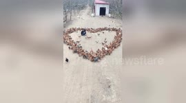 Creative farmer spreads feed to make chickens form heart-shaped pattern