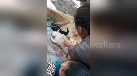 Goat gives birth to mutated 'half-pig half-human' like kid
