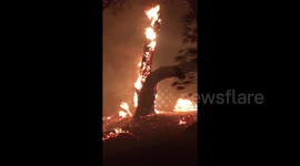 Heroic Paradise resident saves couple burned by raging wildfire