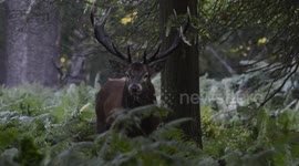 Red Deer | Rutting | 5th October 2014 | Rough Edit | HD | Nikon D7100