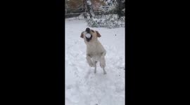 Sunshine the puppy loves to catch snowballs