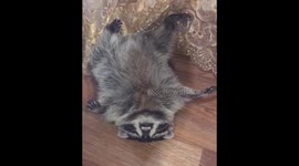 Raccoon takes a heavy nap after a hard day's lying around