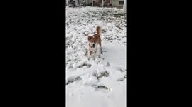 Dog Realizing Mistake When Catching Snow Ball