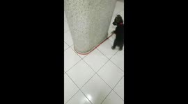 German shepherd pup chases his lead in circles around a pillar