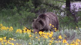 Giant grizzly bear at Pilgrim Creek in Grand Teton National Park with 2 cons so small they look like anteaters when they cross the road