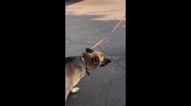 Campfire dogs owner claimes his animals and leaves one dog behind