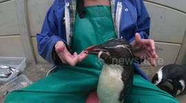 Baby Rock Hopper Penguin Loves His Squid Snacks!