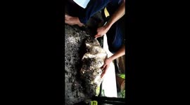 Father finds potentially bank-busting giant pearl clam but refuses to open it