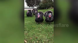 Turkeys destined for the dinner table rescued by vegetarian