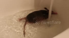 Meet Arnie, the baby armadillo that loves taking baths
