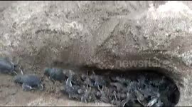 this is how the turtle processes after hatching out of the sand