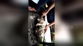 Superstitious man refuses to open potential giant pearl clam