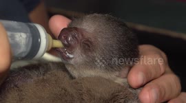 It's a sin to be this cute! US zoo showcases new baby sloth
