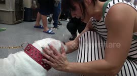 Pit Bulls behaving at a show in Thailand
