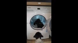 dog in tumble dryer