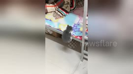 河南郑州 小猫咪上床 拼尽全力可惜腿太短