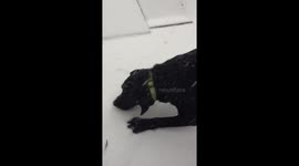 Puppy’s first snow ❄️