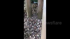 Crustacean Nation! Hermit Crabs invade the beach!