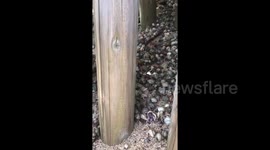Crustacean nation! Roaming horde of hermit crabs invade Japanese beach