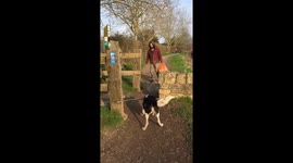 Dog’s massive stick doesn’t fit through gateway!