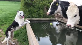 Dog and cows play ball!
