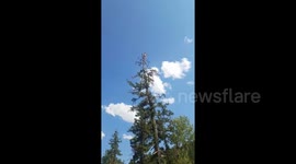 Teenager makes daring jump from the top of huge tree yelling
