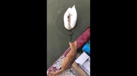 Angry swan scares away kitten