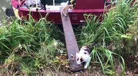 Gymnastic boat kitten misjudges plank!