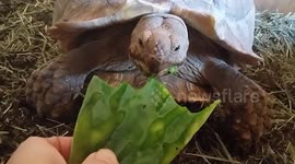 Herbie the greedy tortoise devours cactus leaf