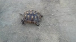 PoohBear plays keep -away from Herbie