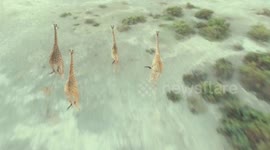 Kenya launches program to protect giraffes from extinction
