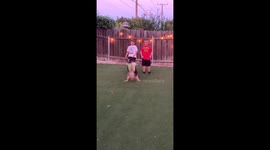 A four-legged quarterback? Aussie Shepherd intercepts American football