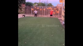 Australian shepherd catches football - intercepts from kids
