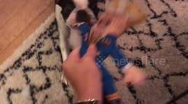 Dog savagely destroys Donald Trump chew toy