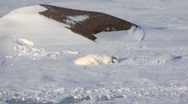 Playful arctic fox rolls around in the snow in northern Canada