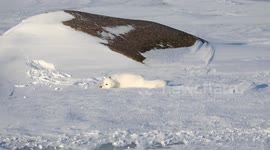 Playful arctic fox rolls around in the snow in northern Canada