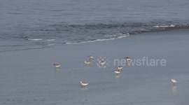 The sandpiper bird on the Costa Azul beach of El Salvador
