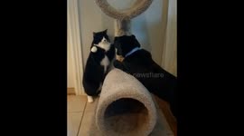 'Kung fu cat' boxes puppy trespassing on his scratching post