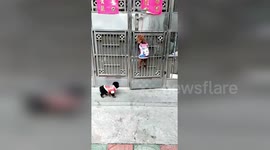 Jail-breaking dogs use teamwork to sneak into house