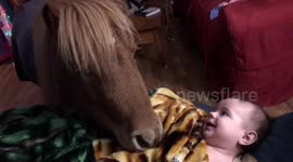 Pony tucks baby into bed for a good night's sleep
