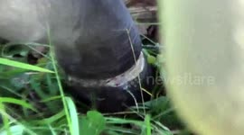 Baby elephant rescued after cruelly spending months with rope binding its foot