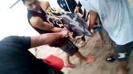 Stranded dolphin rescued after being 'hacked by speedboat propeller'