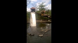 Ducks slide down water slide at lake in Vietnam