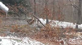 Missouri man is sent flying while chainsawing falling tree