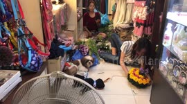 Dog chills out in front of a fan during Thailand’s Loy Krathong Festival